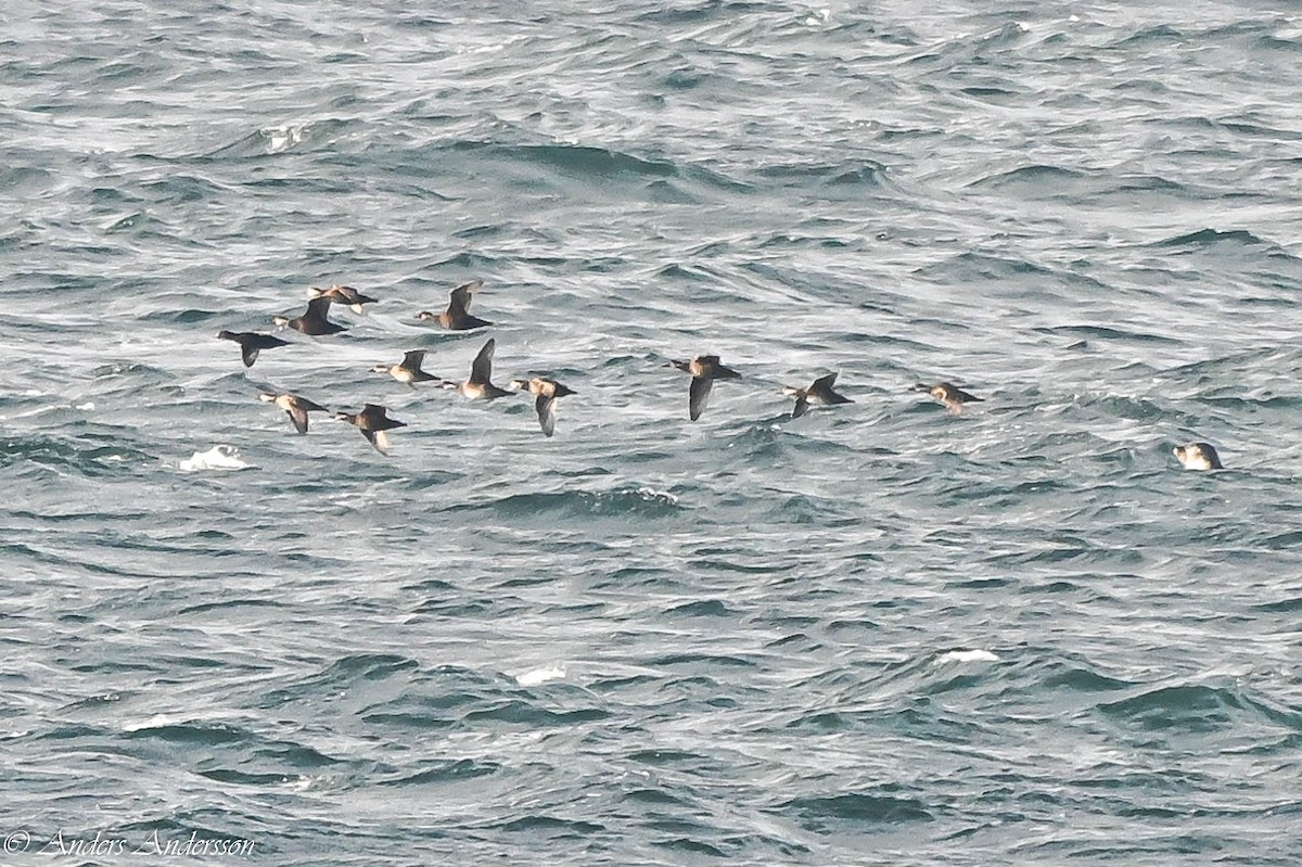 Common Scoter - ML644538483