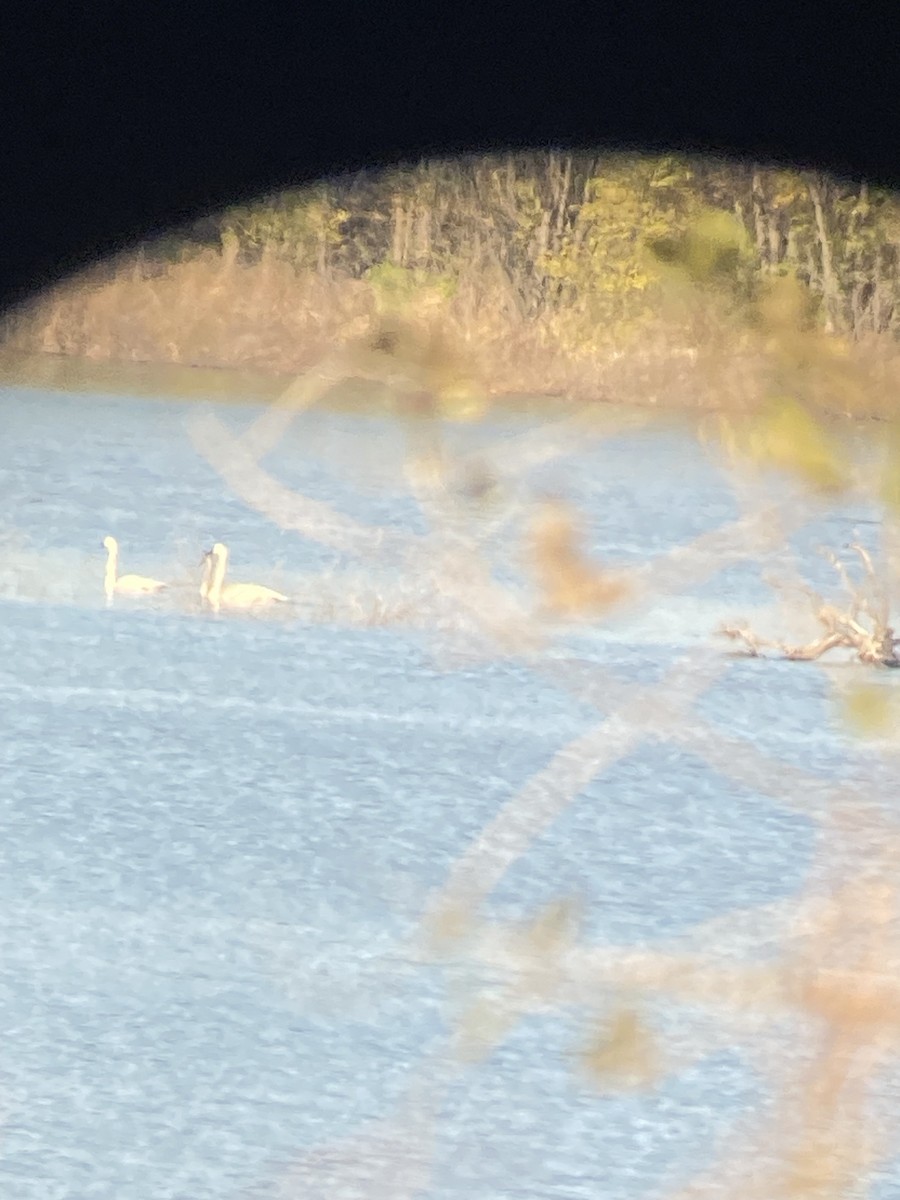 Trumpeter Swan - ML644538484