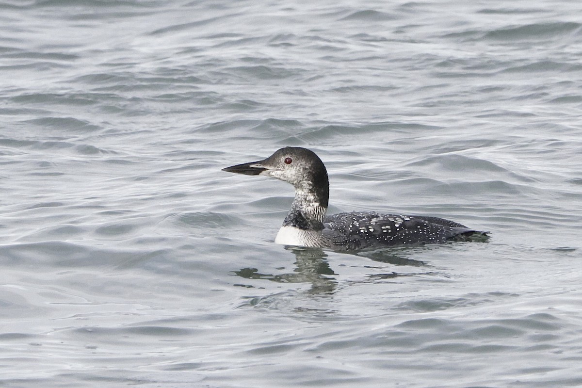 Common Loon - ML644538486