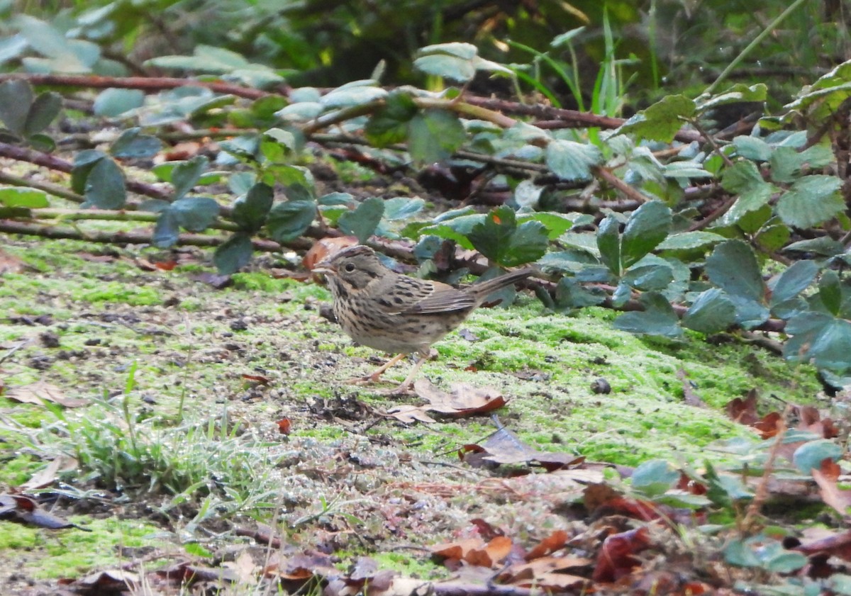 Lincoln's Sparrow - ML644538487