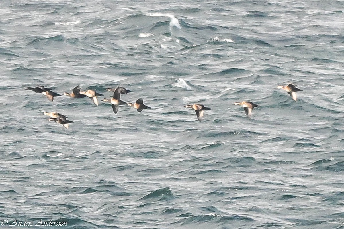 Common Scoter - ML644538488