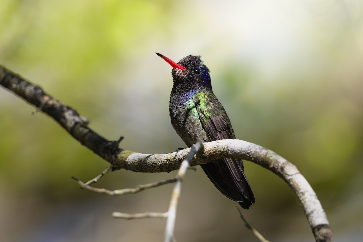 White-chinned Sapphire - ML644538489