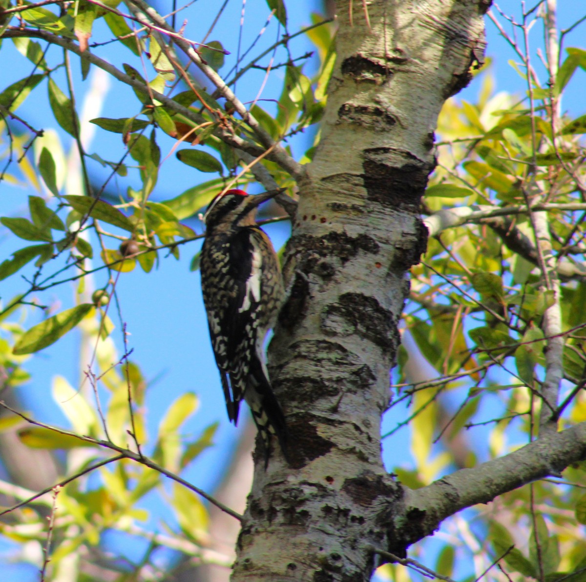 Yellow-bellied Sapsucker - ML644538490