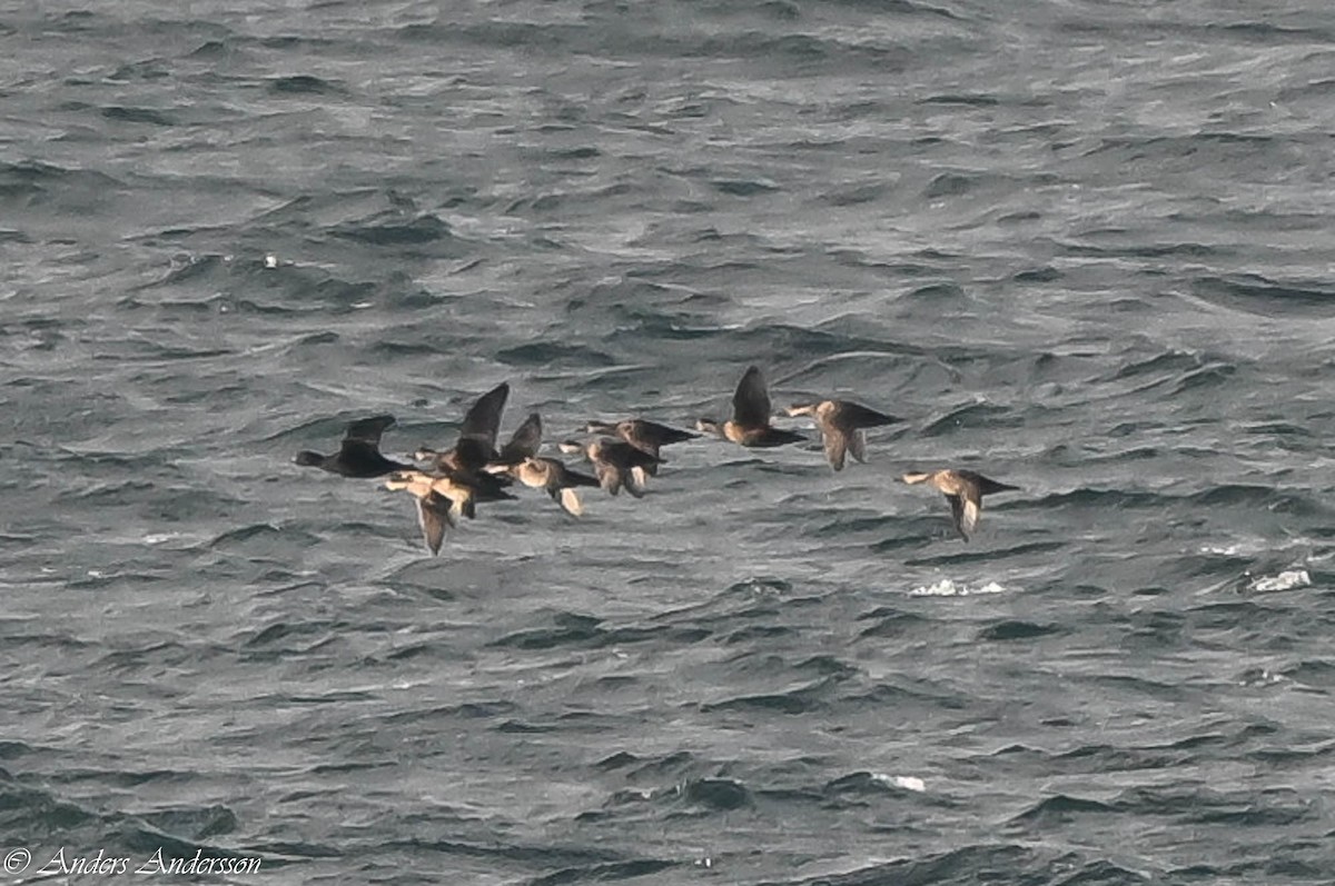 Common Scoter - ML644538491