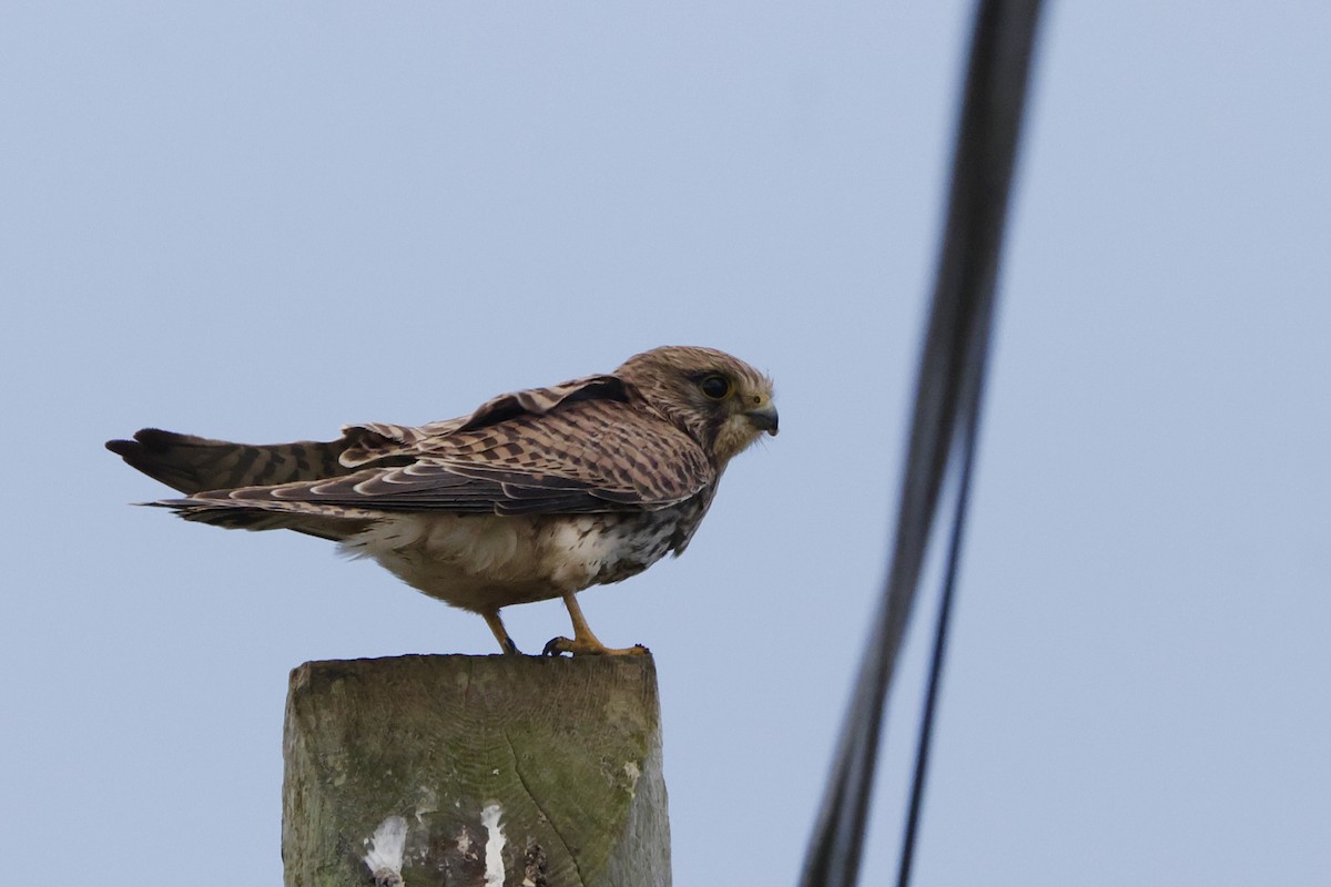 Eurasian Kestrel - ML644538504