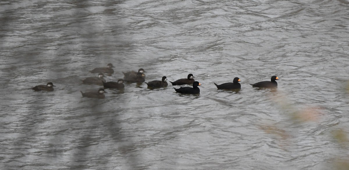 Ahatebeltz amerikarra - ML644538505