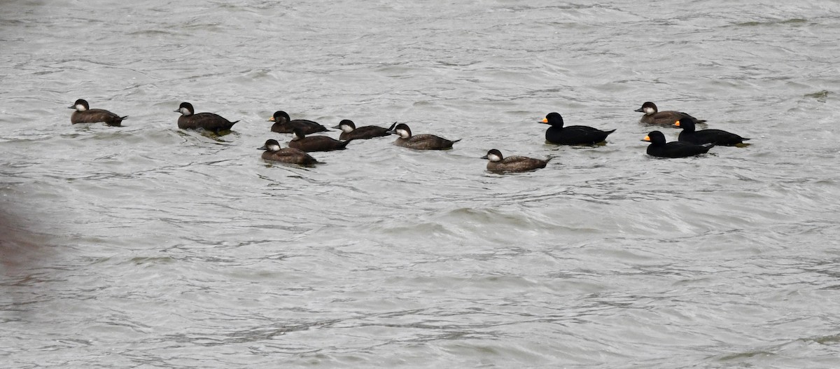 Ahatebeltz amerikarra - ML644538506