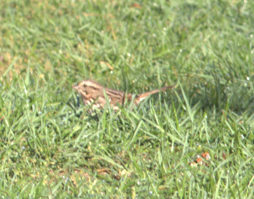 Song Sparrow - ML644538508