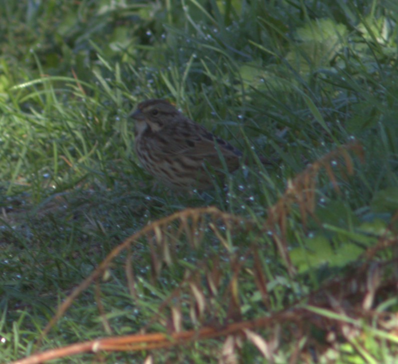 Song Sparrow - ML644538509
