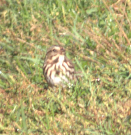 Song Sparrow - ML644538510