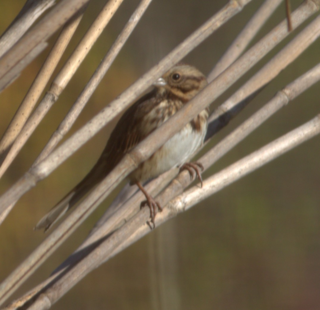 Song Sparrow - ML644538511