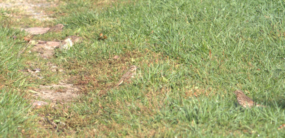 Song Sparrow - ML644538512