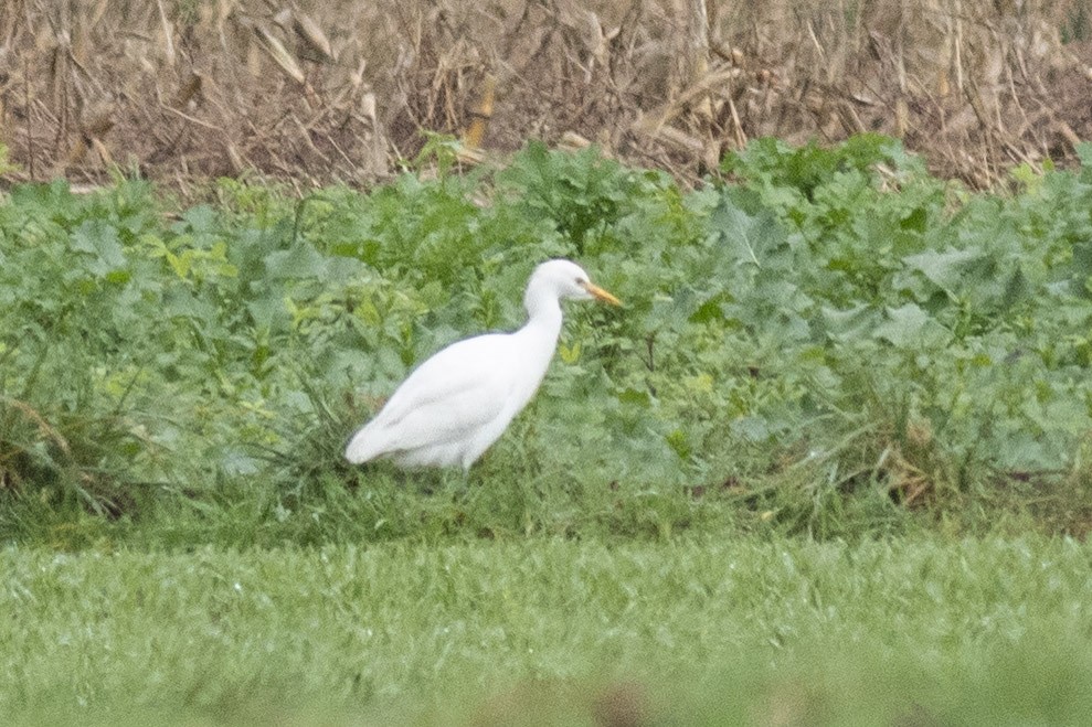 Western Cattle-Egret - ML644538514