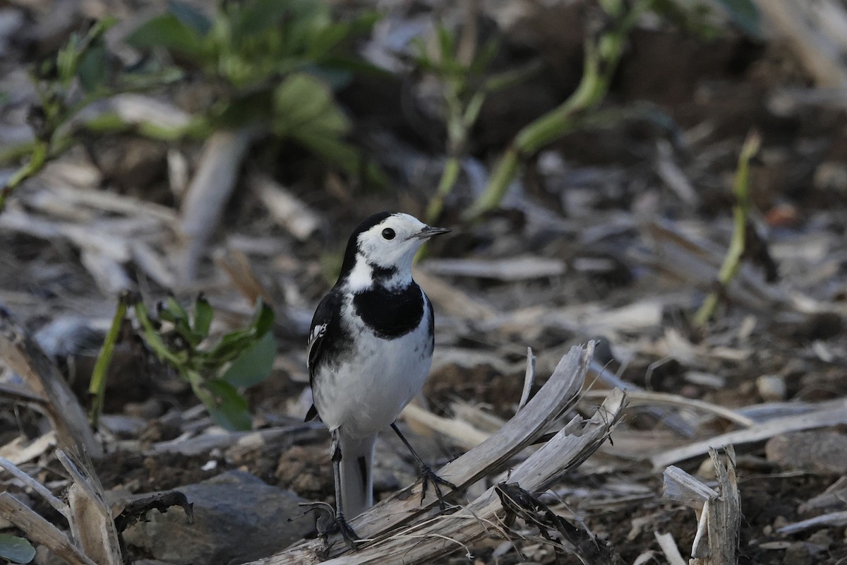 White Wagtail (British) - ML644538516