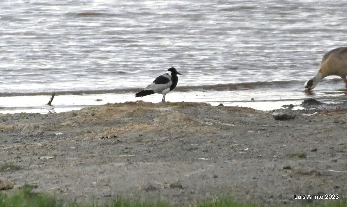 Blacksmith Lapwing - ML644538520
