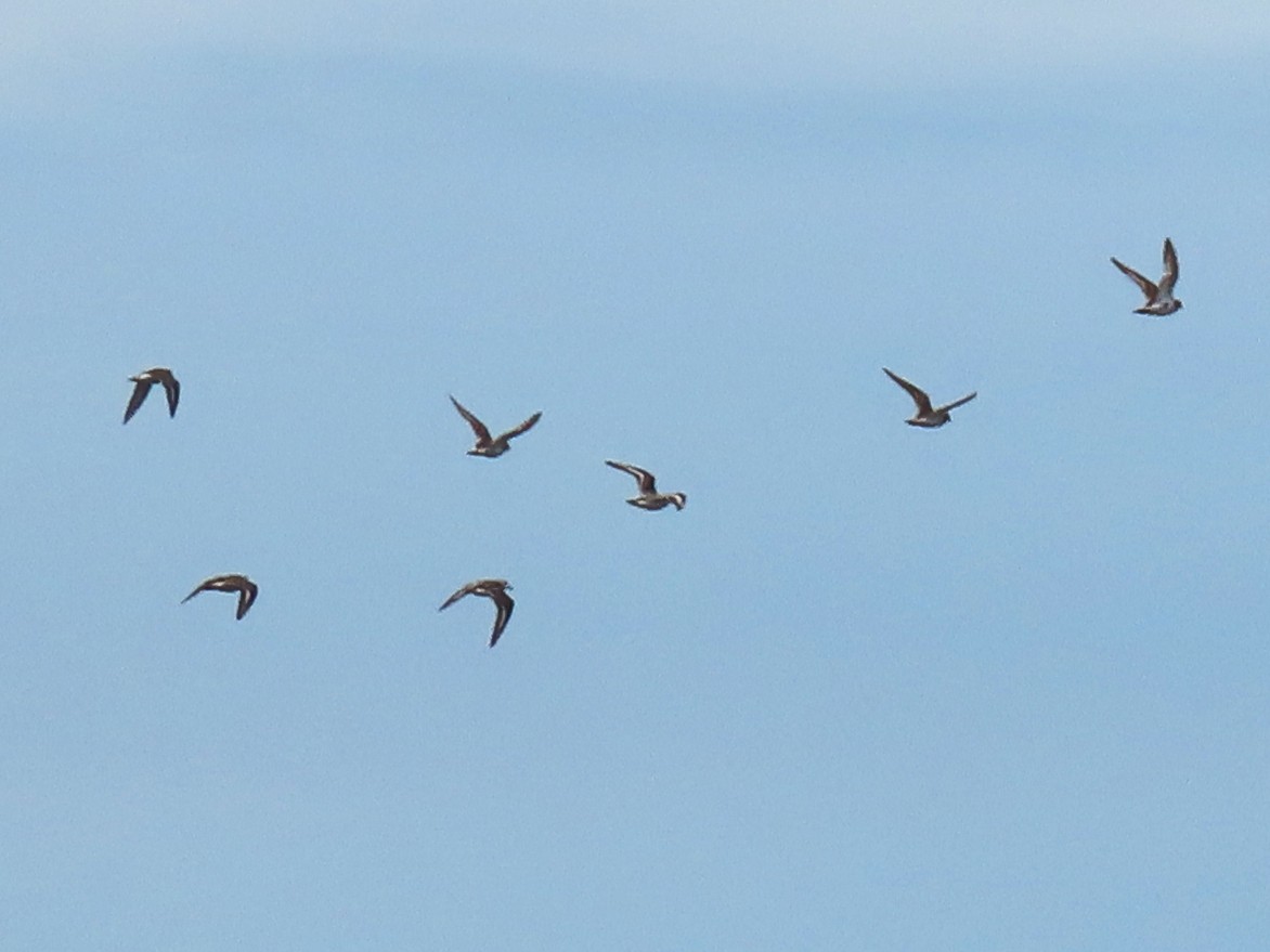 Sanderling - ML644538522