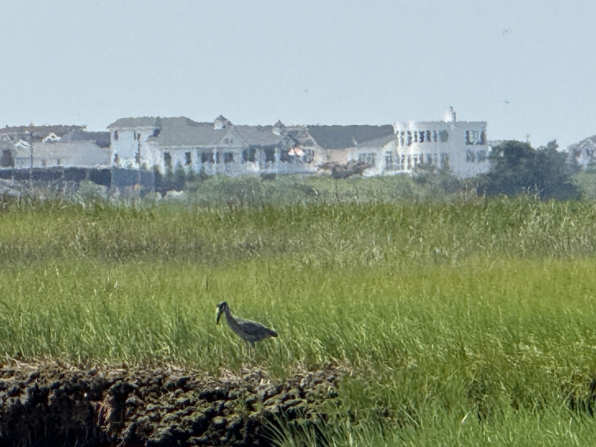 Yellow-crowned Night Heron - ML644538523