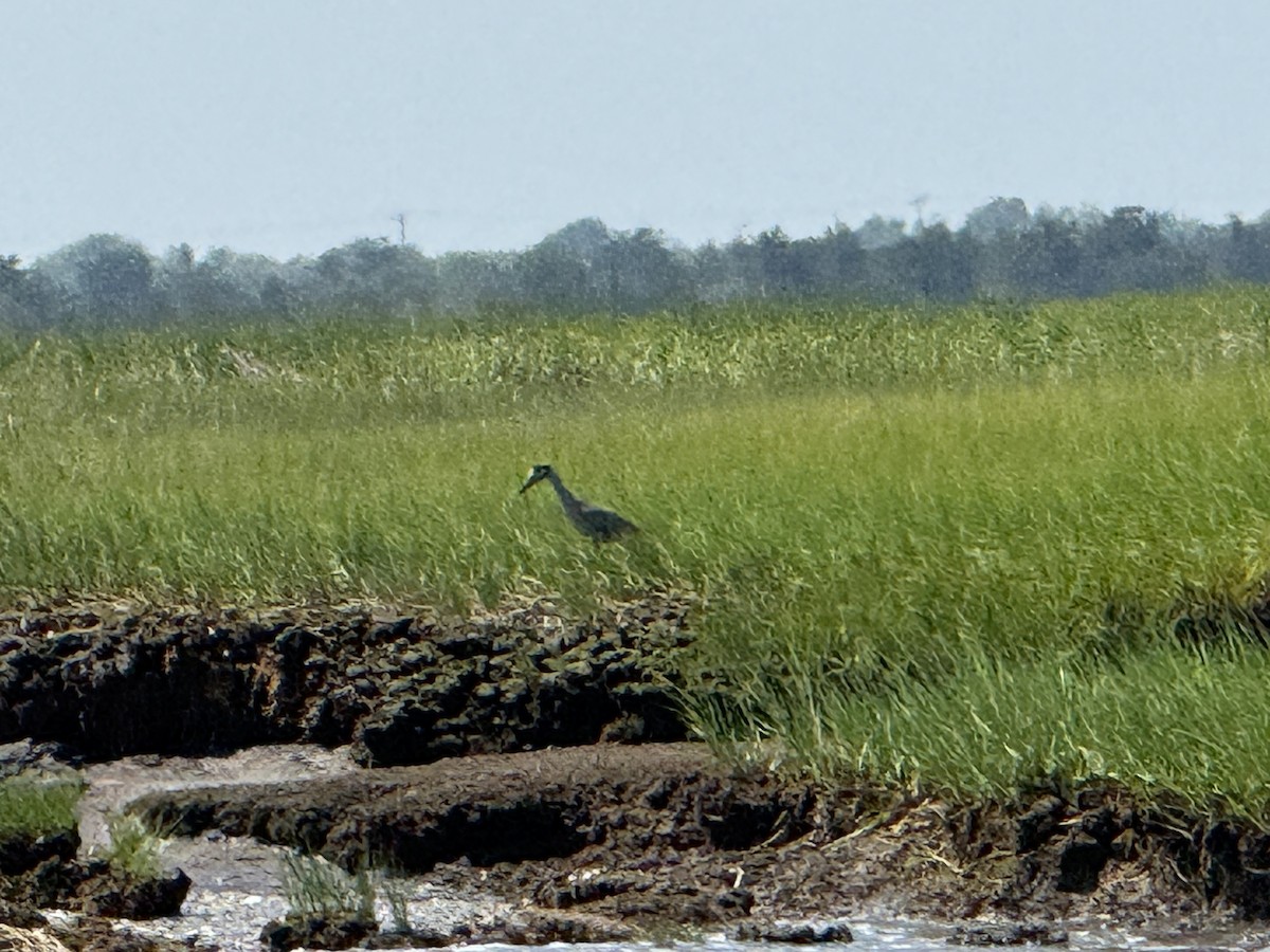 Yellow-crowned Night Heron - ML644538524