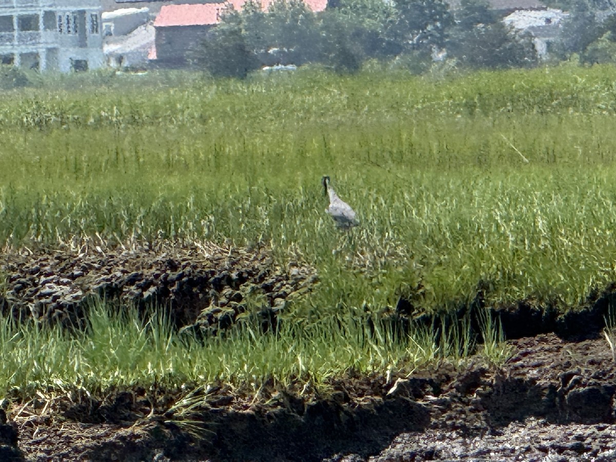 Yellow-crowned Night Heron - ML644538525
