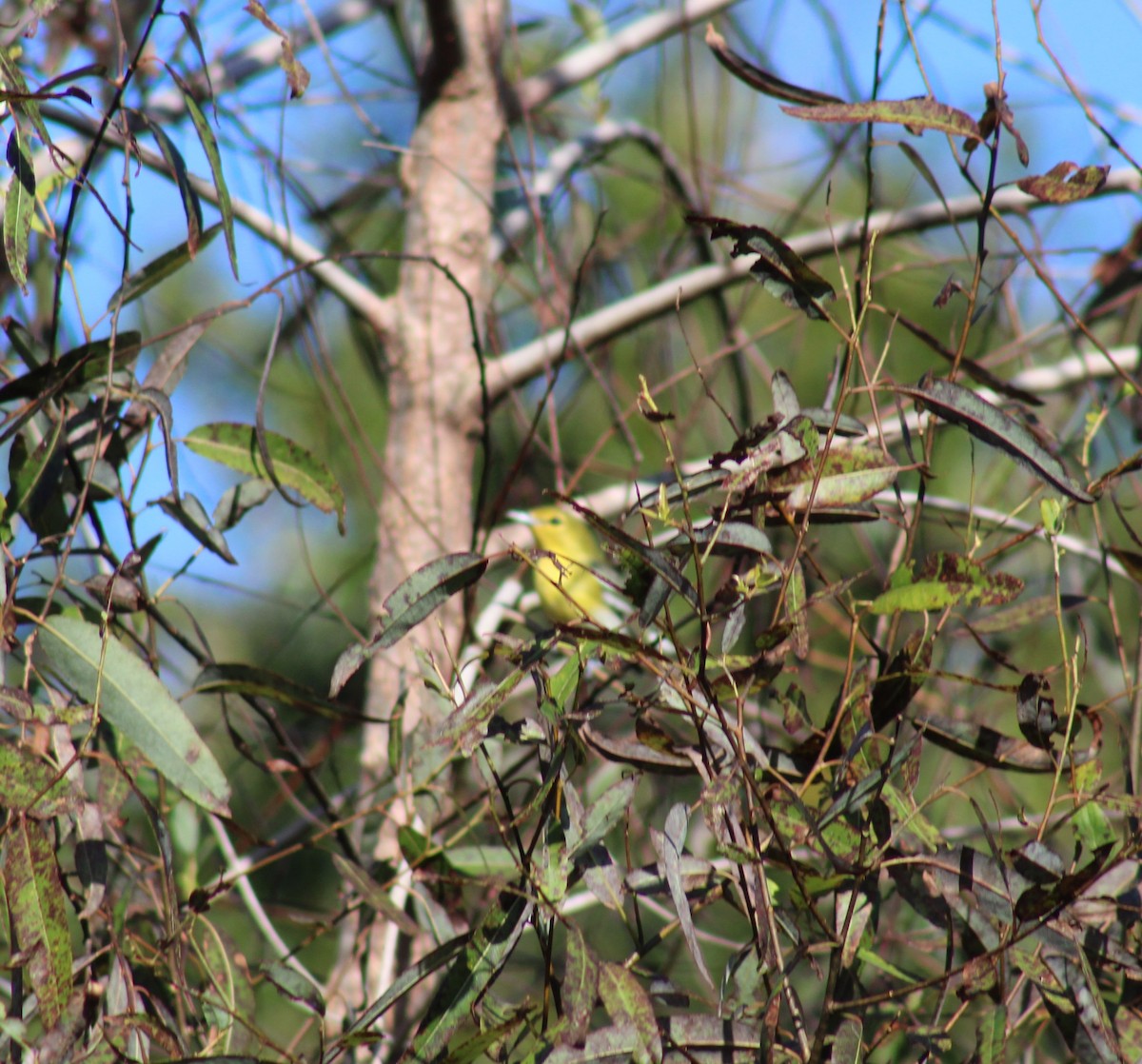 Yellow-throated Vireo - ML644538531