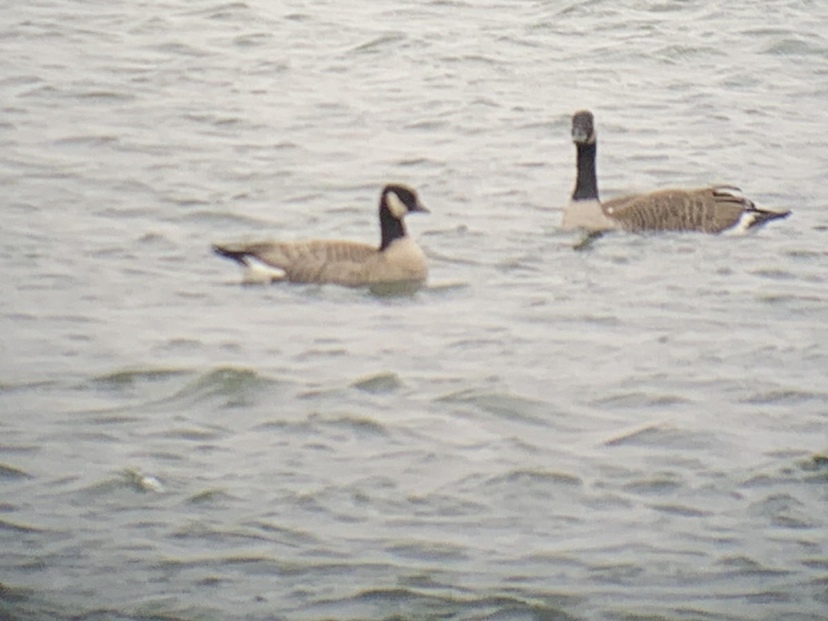 polargås - ML644538532