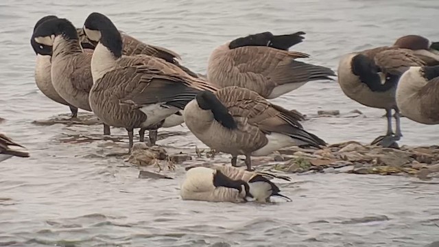 polargås - ML644538533