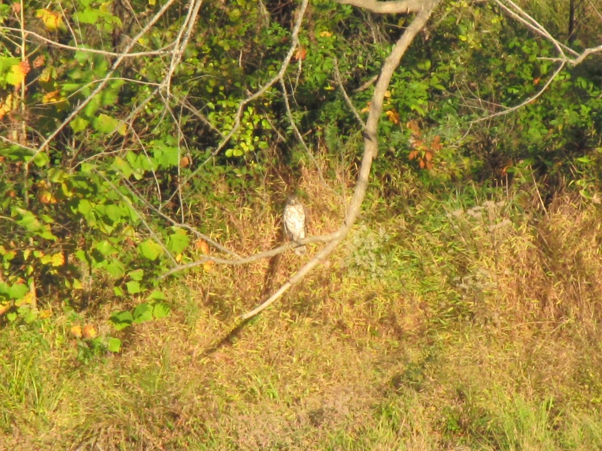 タカ科 - ML644538535