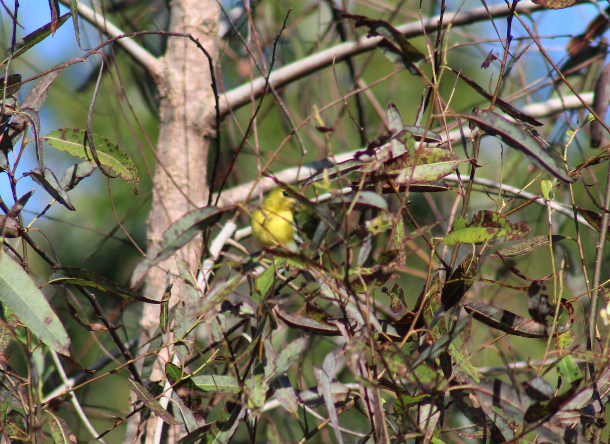 Yellow-throated Vireo - ML644538539