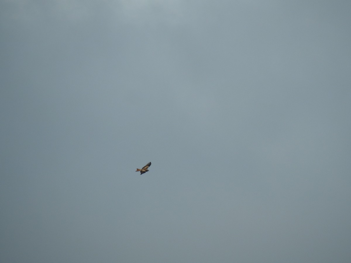 アカトビ - ML644538544