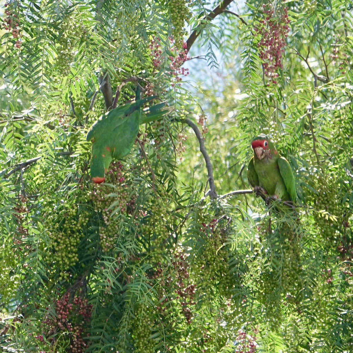 rødflekkparakitt - ML644538545