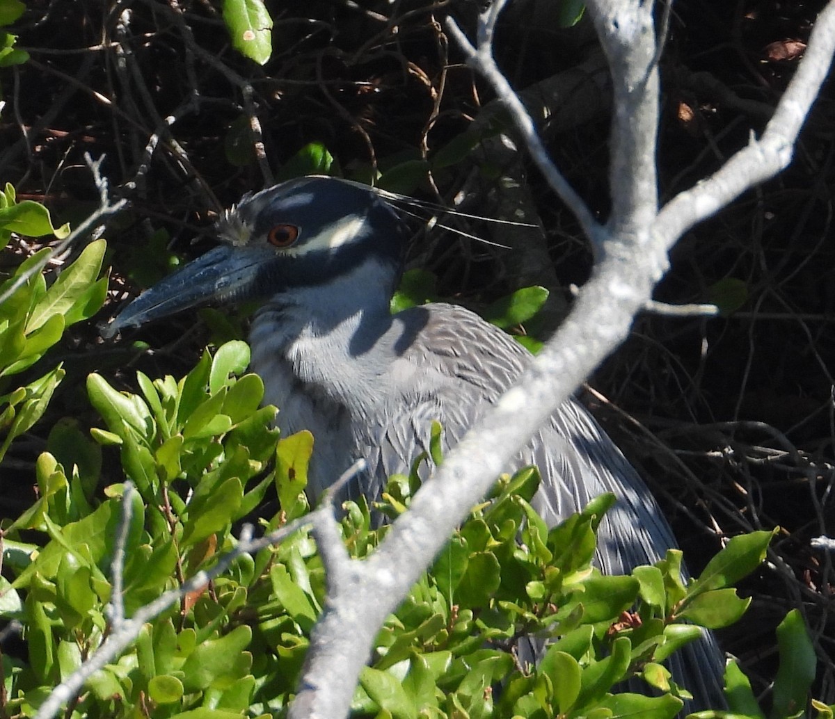 Yellow-crowned Night Heron - ML644538547