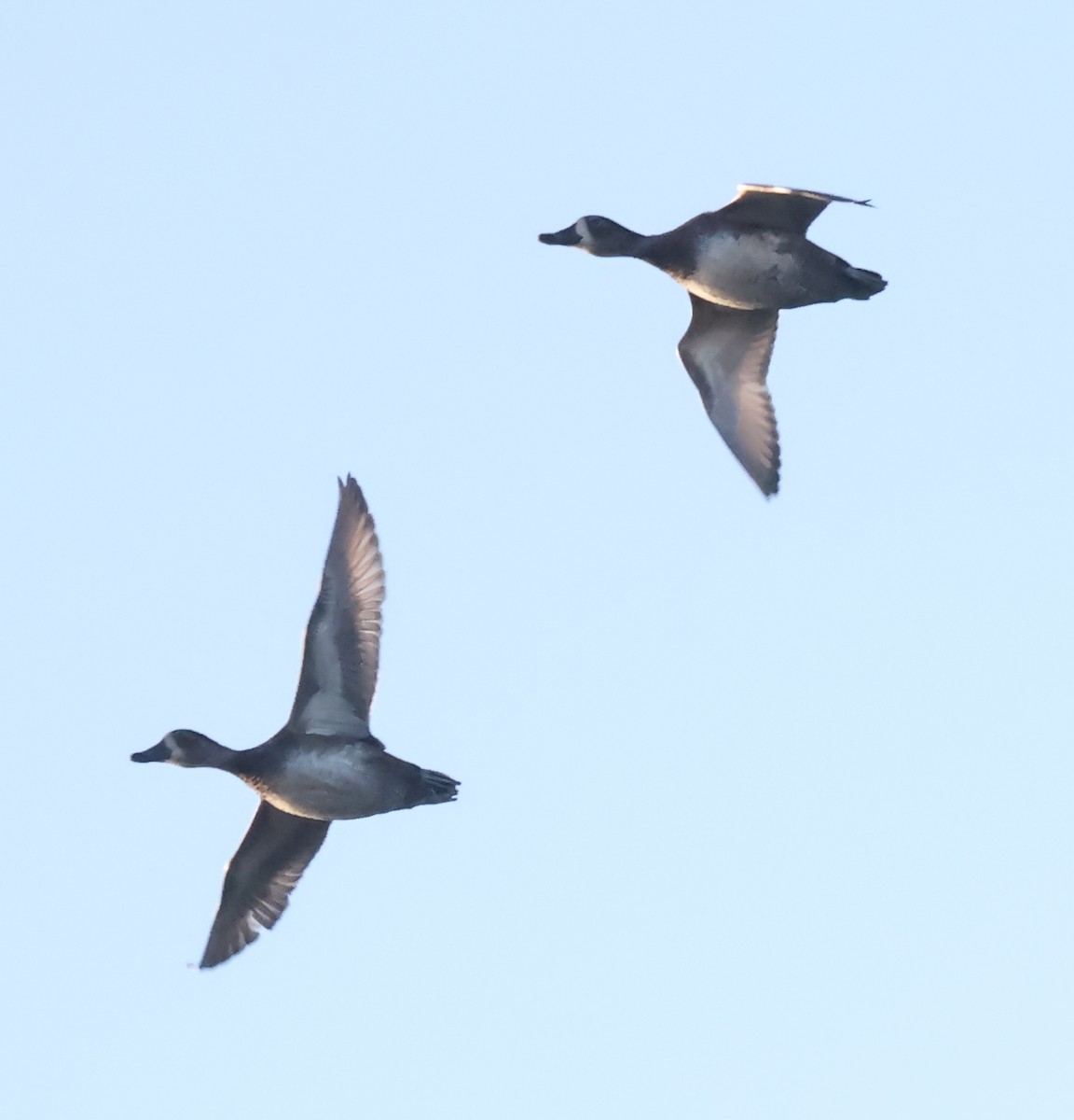 コスズガモ - ML644538551