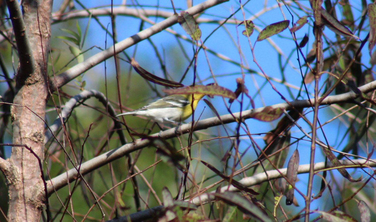 Yellow-throated Vireo - ML644538568