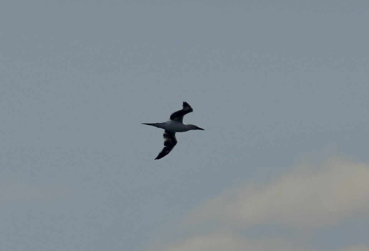 Northern Gannet - ML644538574