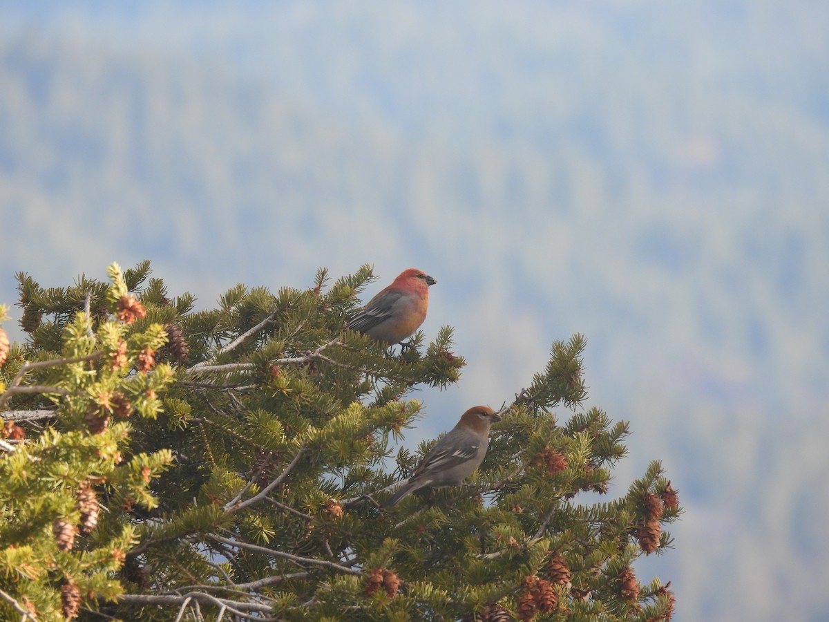 Pine Grosbeak - ML644538576