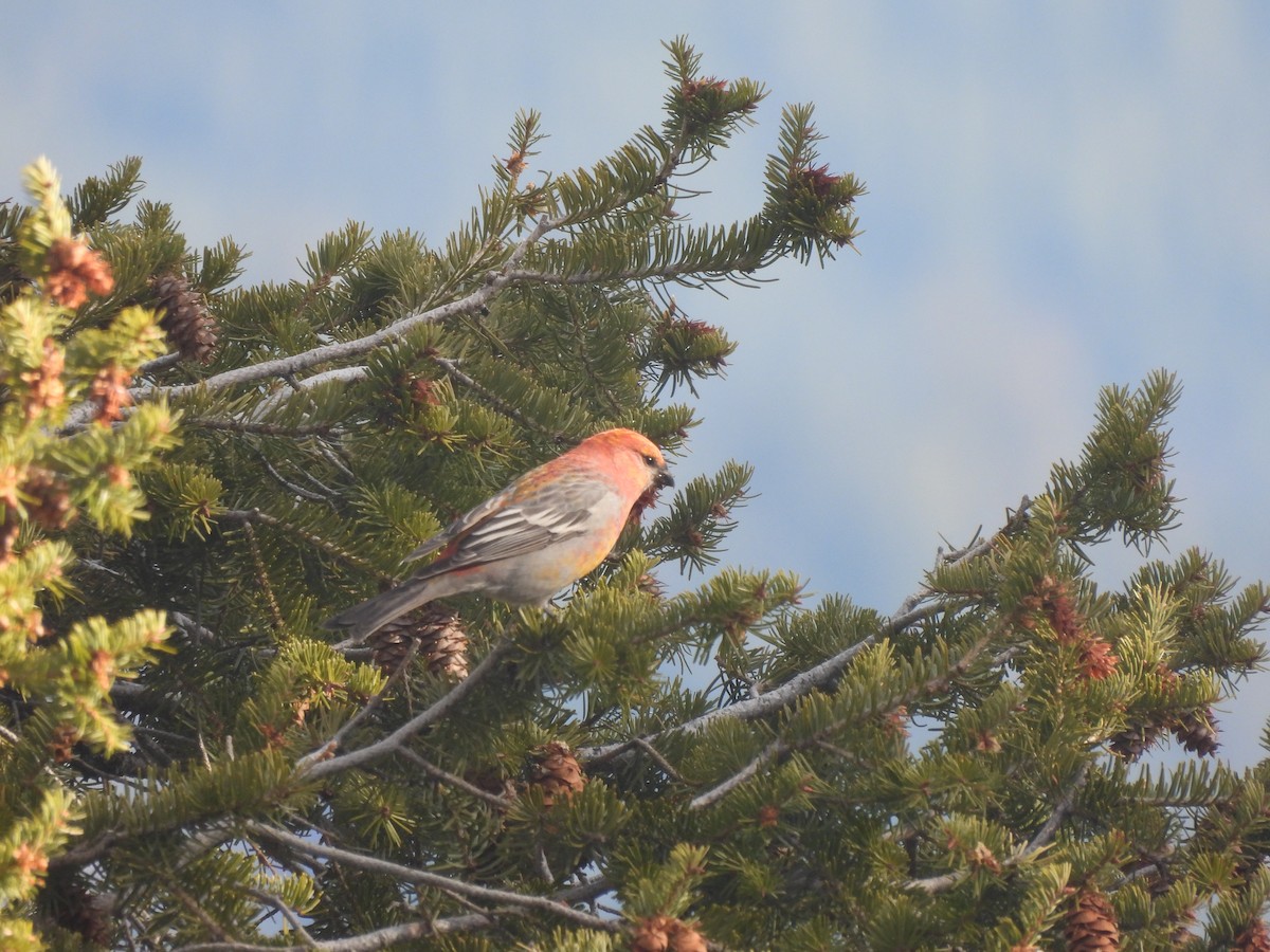 Pine Grosbeak - ML644538577