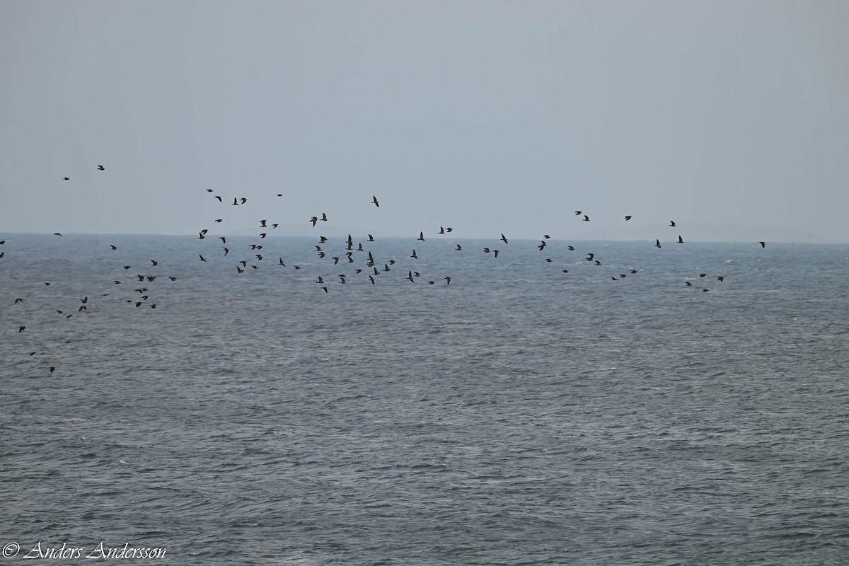 Eurasian Jackdaw - ML644538578