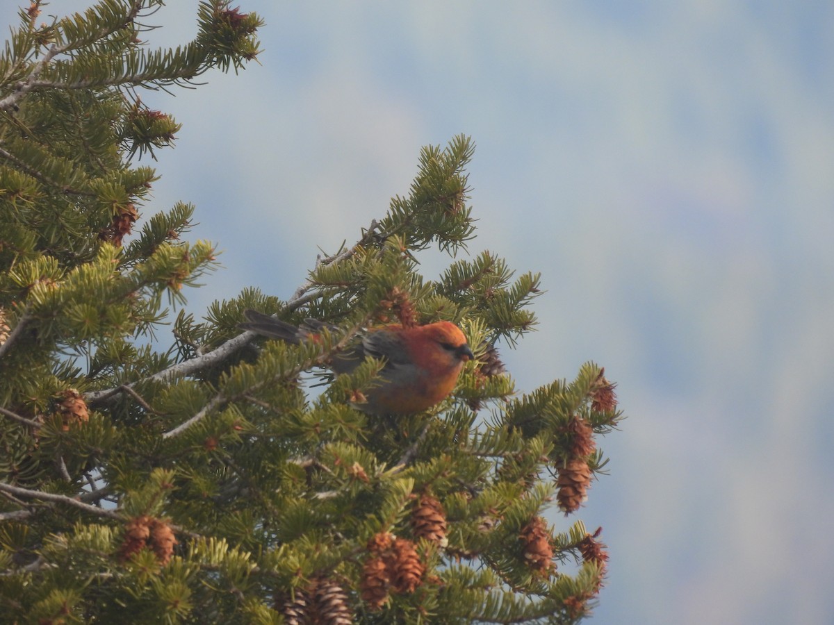 Pine Grosbeak - ML644538579