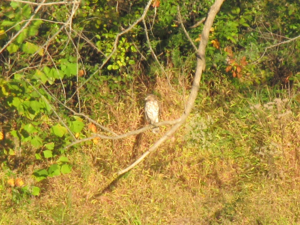 鷹科(中、小型) - ML644538580