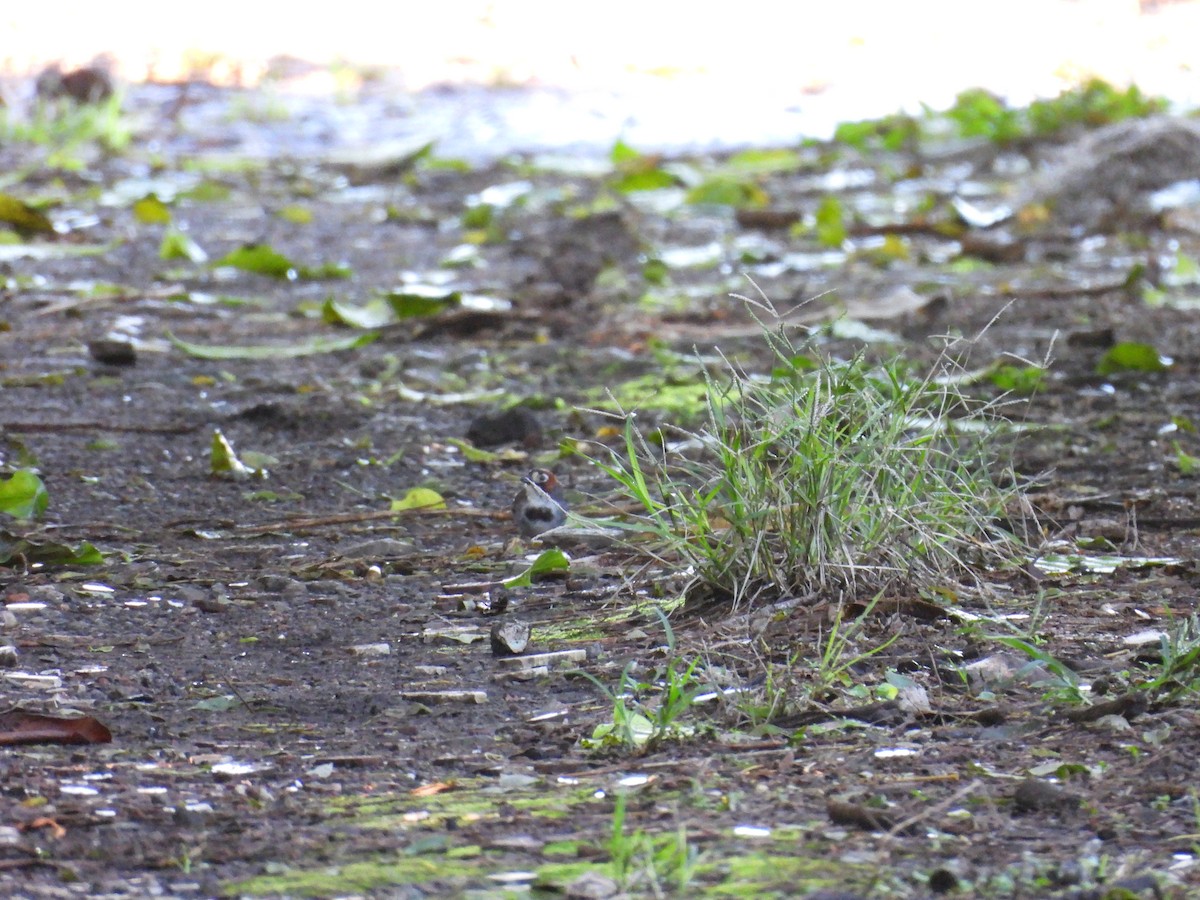 Cabanis's Ground-Sparrow - ML644538581