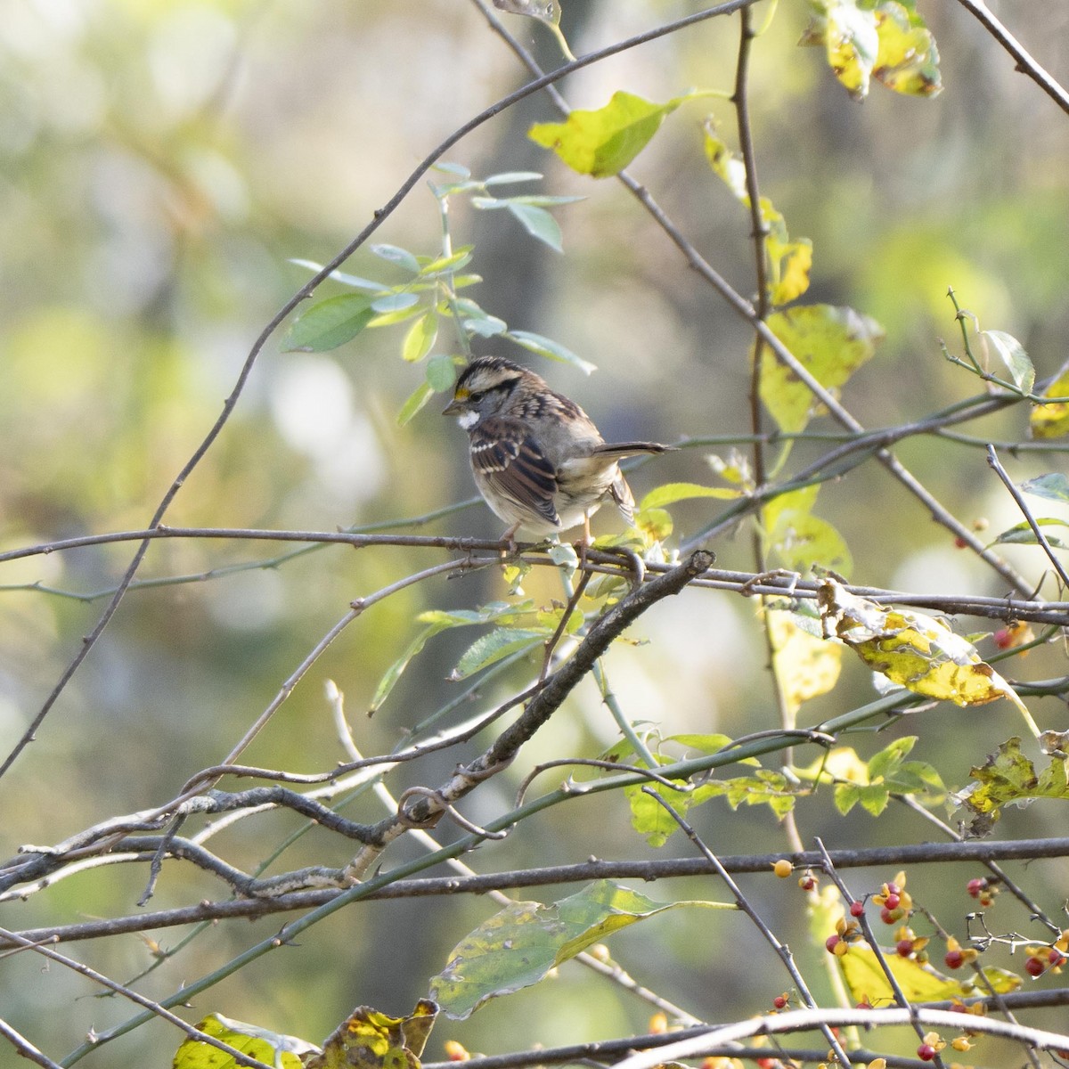 White-throated Sparrow - ML644538583