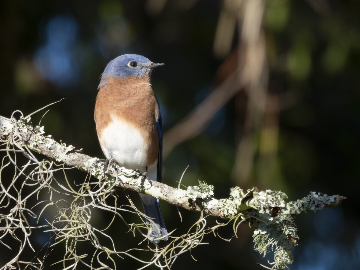 Eastern Bluebird - ML644538587