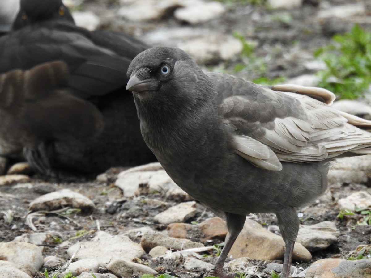 Eurasian Jackdaw - ML644538588