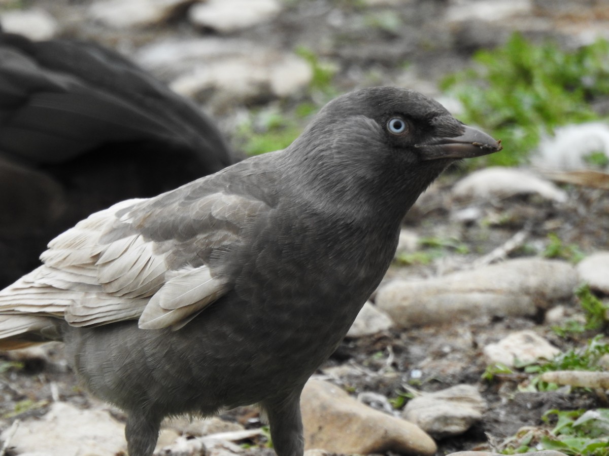 Eurasian Jackdaw - ML644538589