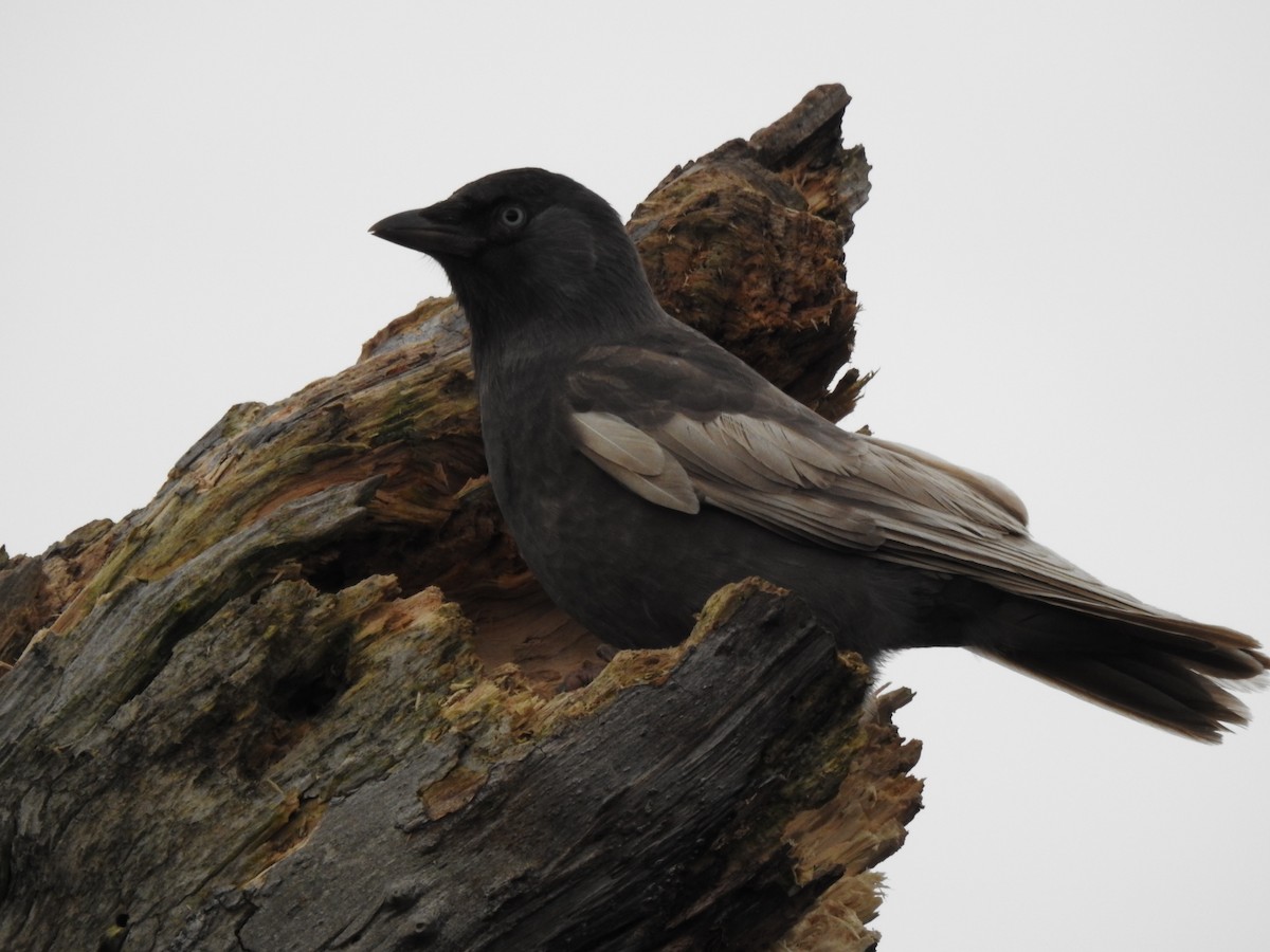 Eurasian Jackdaw - ML644538590