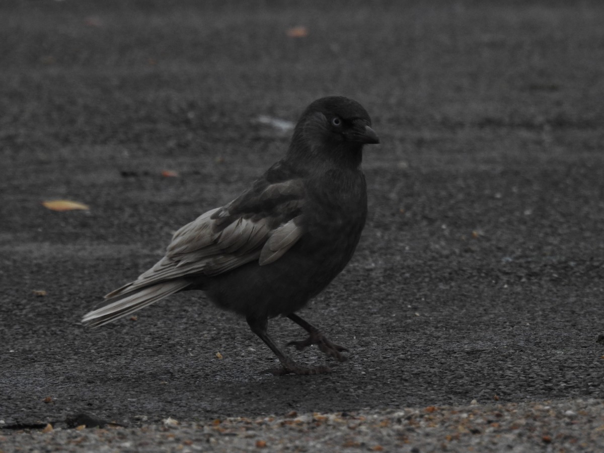 Eurasian Jackdaw - ML644538591