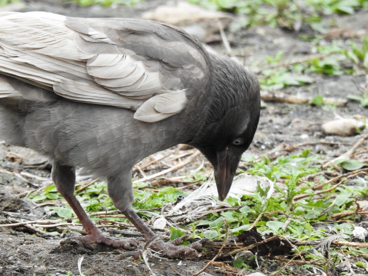 Eurasian Jackdaw - ML644538592
