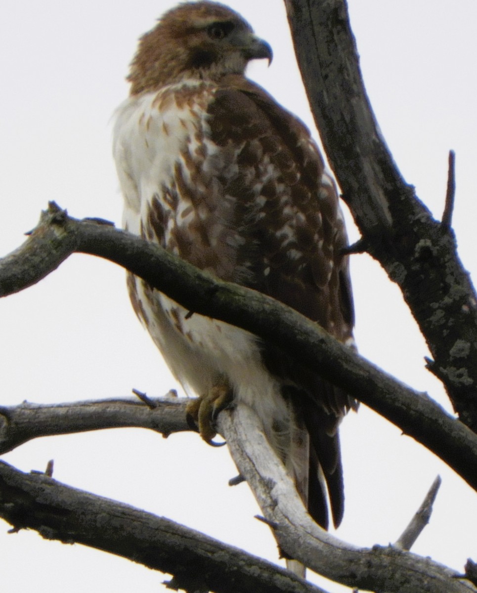 Red-tailed Hawk - ML644538593