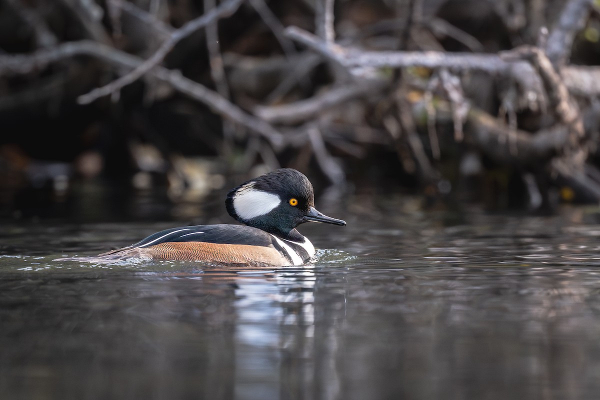 Hooded Merganser - ML644538595