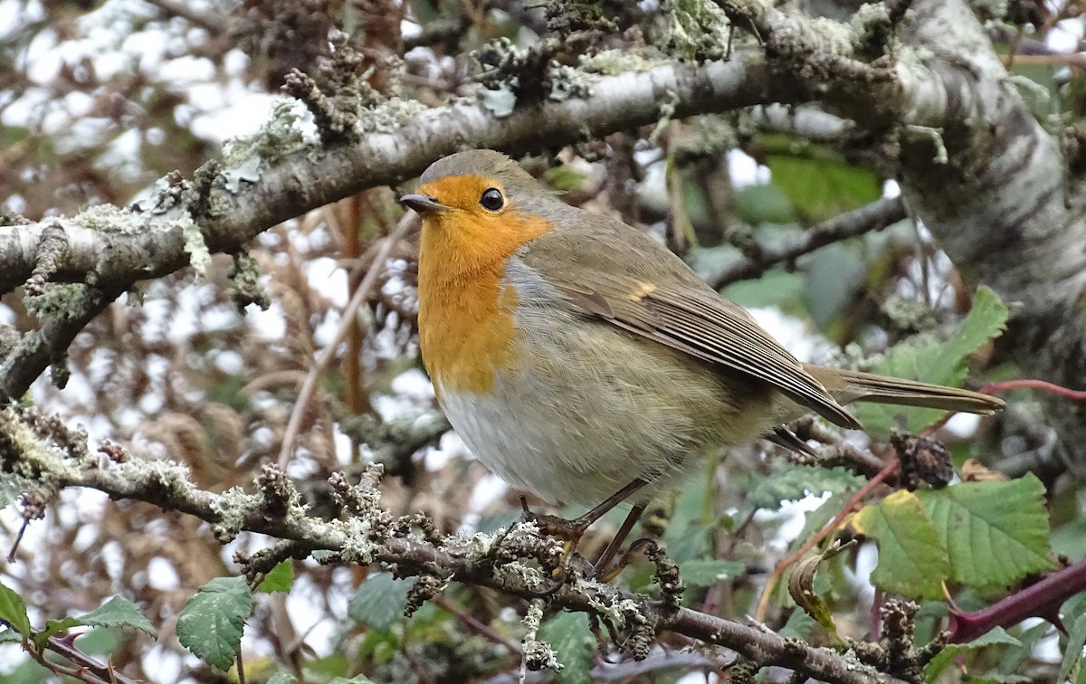 European Robin - ML644538596
